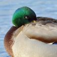 Duck asleep, displaying visual cues of unihemispheric slow wave sleep (USWS)